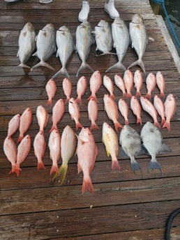 Amberjack, Triggerfish, Vermillion Snapper, Yellowtail Snapper Fishing in Port Orange, Florida