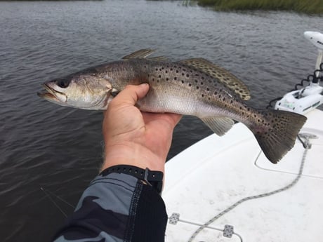 Speckled Trout / Spotted Seatrout fishing in Charleston, South Carolina