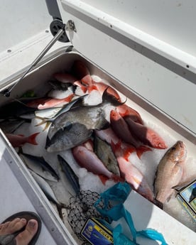 Red Snapper, Triggerfish, Yellowtail Amberjack Fishing in Santa Rosa Beach, Florida