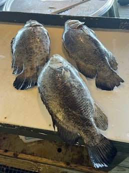 Tripletail Fishing in Buras, Louisiana