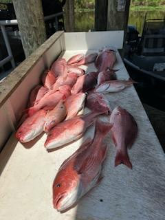 Red Snapper Fishing in Delacroix, Louisiana