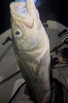 Hybrid Striped Bass Fishing in Briarcliff, Texas
