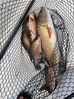 Mangrove Snapper, Redfish fishing in St. Augustine, Florida