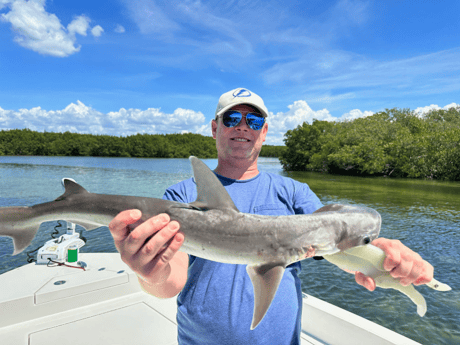 Bonnethead Shark Fishing in Tampa, Florida