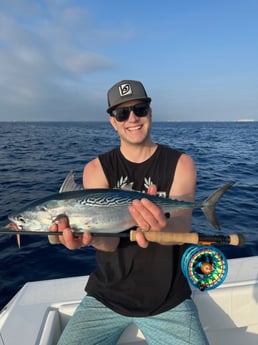 False Albacore Fishing in Jupiter, Florida