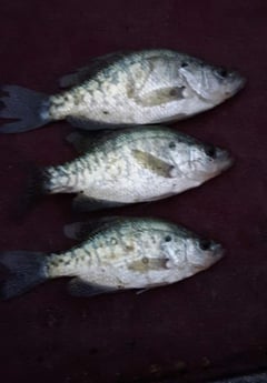 Crappie Fishing in Holmes Beach, Florida