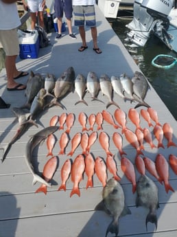 Amberjack, Blacktip Shark, Triggerfish, Vermillion Snapper Fishing in Port Orange, Florida