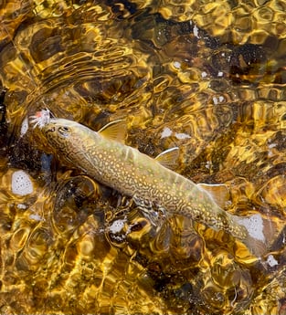 Brown Trout Fishing in