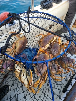 Crab Fishing in Bodega Bay, California