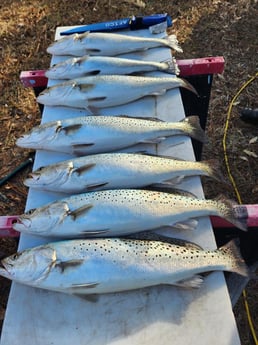 Speckled Trout / Spotted Seatrout Fishing in Trails End Road, Wilmington, N, North Carolina