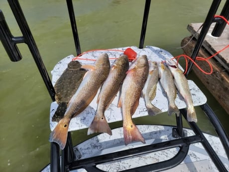 Flounder, Redfish, Speckled Trout / Spotted Seatrout Fishing in Rio Hondo, Texas