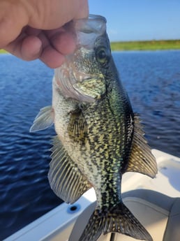 Crappie Fishing in Clewiston, Florida