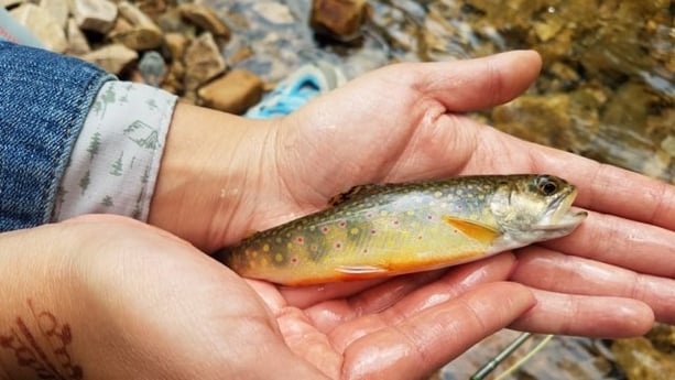 Rainbow Trout fishing in Roanoke, Virginia