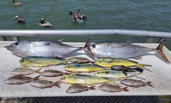 Blackfin Tuna, Mahi Mahi / Dorado, Mullet Snapper fishing in Clearwater, Florida