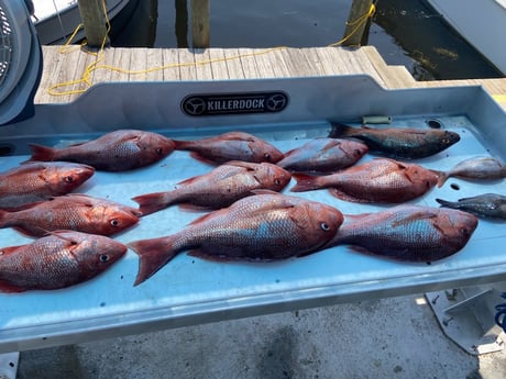 Mangrove Snapper, Red Snapper, Scup Fishing in Panama City Beach, Florida