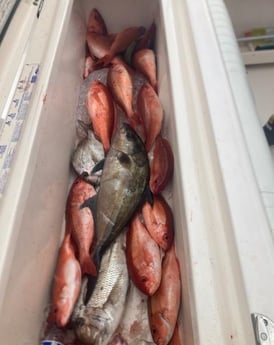 Amberjack, Scup, Vermillion Snapper Fishing in Charleston, South Carolina