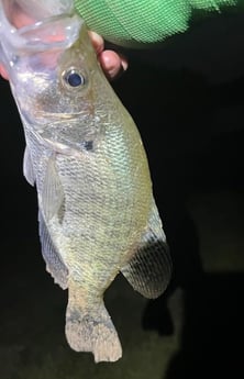 Crappie Fishing in Briarcliff, Texas