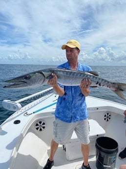 Barracuda fishing in Placida, Florida