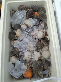 Scallop fishing in Clearwater, Florida