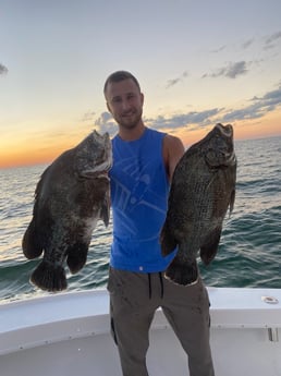 Tripletail fishing in Placida, Florida