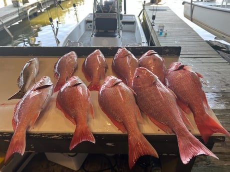 Red Snapper, Redfish Fishing in Buras, Louisiana