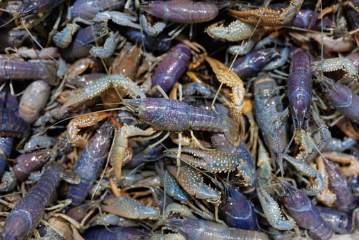 Catching Crawfish