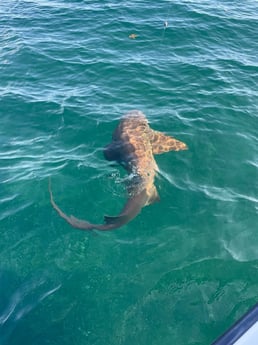 Nurse Shark Fishing in Islamorada, Florida
