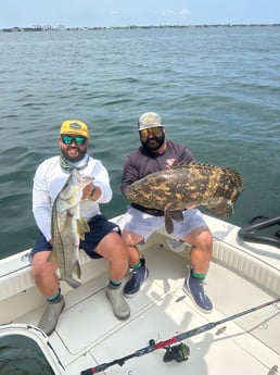 Goliath Grouper, Snook Fishing in Holmes Beach, Florida