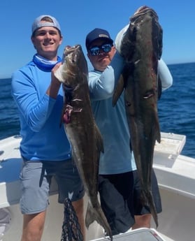 Cobia Fishing in Jacksonville, Florida