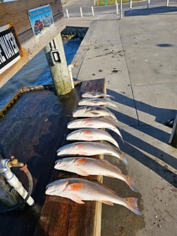 Black Drum, Redfish Fishing in Rockport, Texas