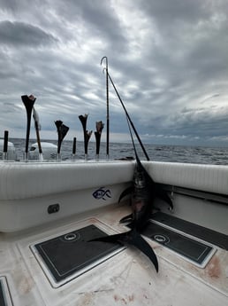 Swordfish Fishing in Destin, Florida