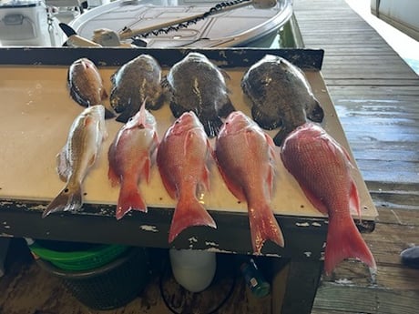 Red Snapper, Redfish, Tripletail Fishing in Buras, Louisiana