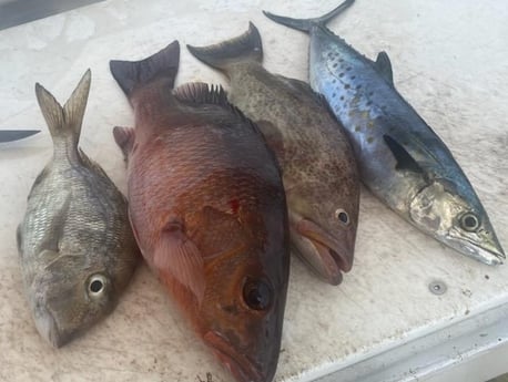 Black Grouper, Grunt, Mangrove Snapper, Spanish Mackerel fishing in Destin, Florida