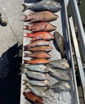 Bream, Hogfish, Mangrove Snapper, Strawberry Grouper fishing in Clearwater, Florida