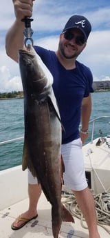 Cobia fishing in Gulfport, Florida