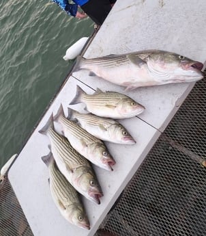 Hybrid Striped Bass, Striped Bass Fishing in Burnet, Texas