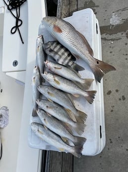 Redfish, Sheepshead, Speckled Trout / Spotted Seatrout Fishing in Port Orange, Florida