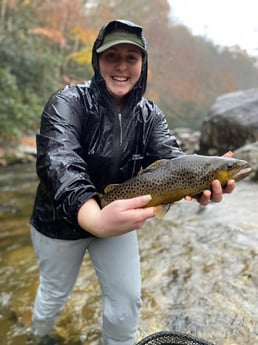 Brown Trout Fishing in Leicester, North Carolina