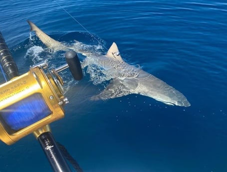 Great White Shark fishing in Clearwater, Florida