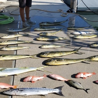 Amberjack, Barracuda, Blackbelly Rosefish, Mahi Mahi / Dorado Fishing in Hillsboro Beach, Florida