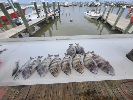 Bluefish, Sheepshead, Spanish Mackerel Fishing in Gulf Shores, Alabama