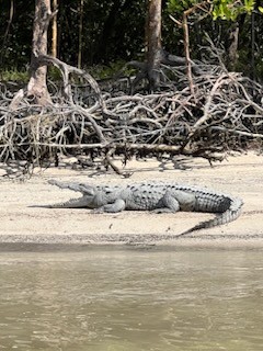 Alligator Fishing in Islamorada, Florida