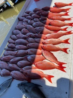 Amberjack, Vermillion Snapper Fishing in Gulf Shores, Alabama