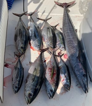 Blackfin Tuna, Little Tunny / False Albacore, Wahoo Fishing in North Charleston, South Carolina
