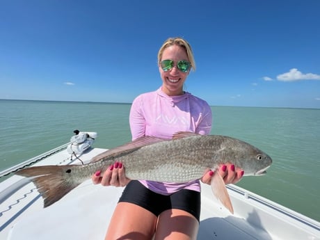 Redfish Fishing in Key Largo, Florida