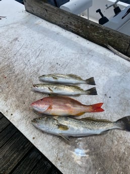 Lane Snapper, Speckled Trout Fishing in Destin, Florida