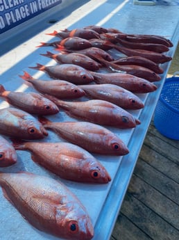 Vermillion Snapper Fishing in Destin, Florida