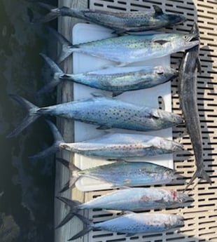 Spanish Mackerel fishing in Gulf Shores, Alabama