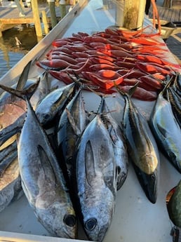 Blackfin Tuna, Vermillion Snapper Fishing in Gulf Shores, Alabama