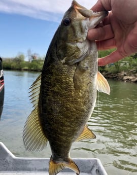 Smallmouth Bass fishing in Knoxville, Tennessee